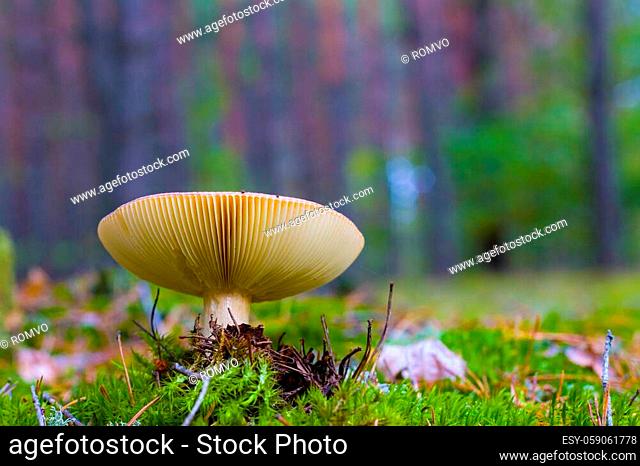 Big lamellar mushroom grows in wood. Beautiful season plant growing in nature