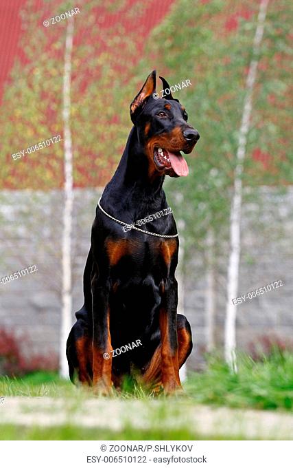The Doberman Pinscher (alternatively spelled Dobermann in many countries) or Doberman is a breed of domestic dog. Dobermann Pinschers are among the most common...