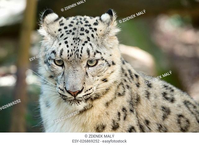portrait of big cat snow leopard - Irbis, Uncia uncia