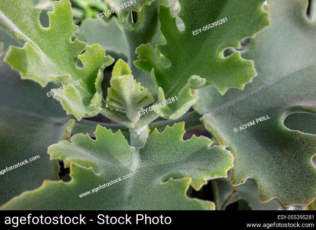 closeup shot of a felt bush plant