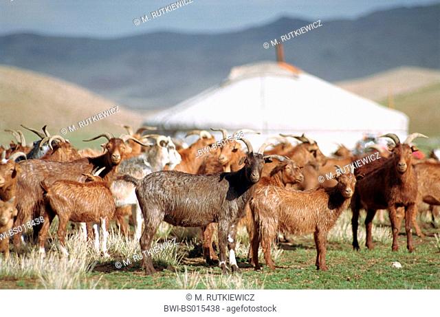 cashmere goat (Capra hircus), herd and jurt in the steppe of the greatest Aimak, at the edge of the Changai range (Central Mongolia), Mongolia