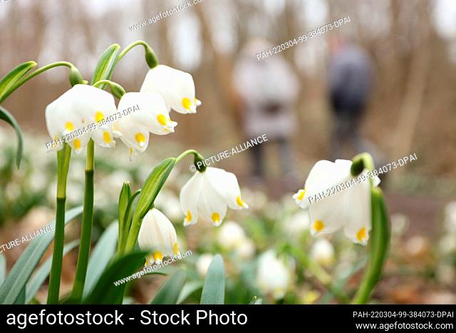 04 March 2022, Saxony-Anhalt, Ballenstedt: Marchflowers bloom in the nature reserve ""Gegensteine-Schierberge"" near Ballenstedt in the Harz Mountains