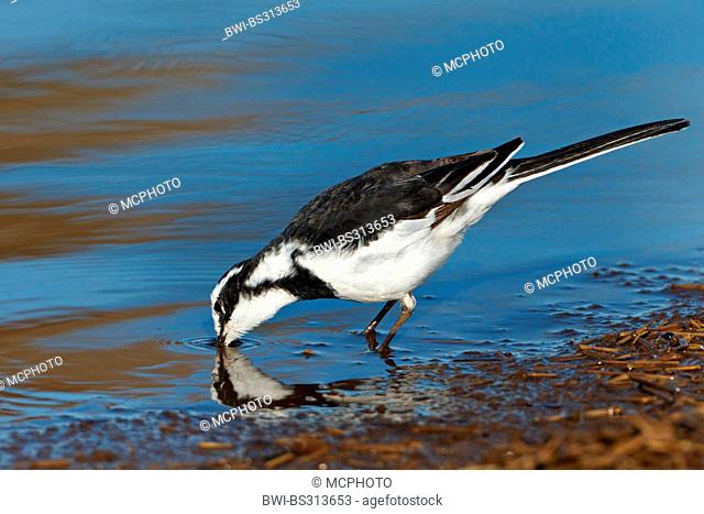 African pied wagtail (Motacilla aguimp), drinking, South Africa, Krueger National Park, Lower Sabie Camp