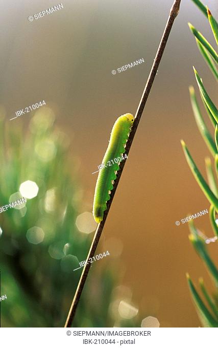 Brimstone caterpillar (Gonepteryx rhamni), Germany