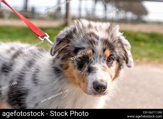 Australian Shepherd Dog puppy head, The tricolor dog wears a red collar and leash