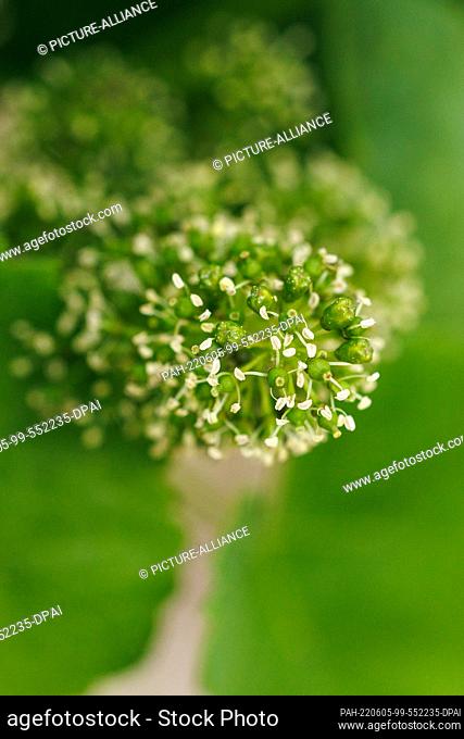 03 June 2022, Bavaria, Volkach: The fine white pistils of the vine blossom are seen on a vine in a wine-growing area on the Volkacher Mainschleife