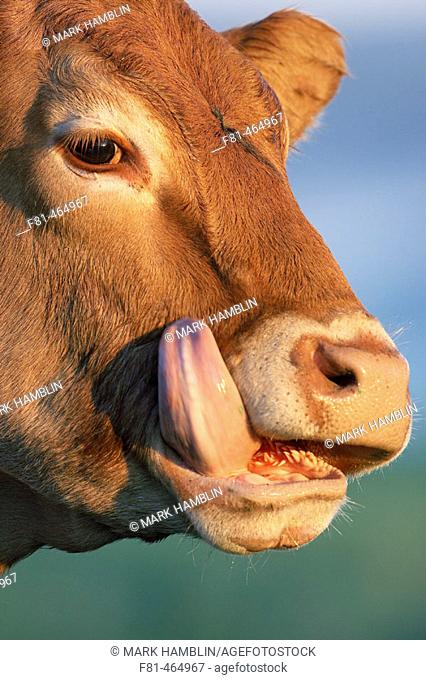 Close-up of cow licking face with tongue. Scotland