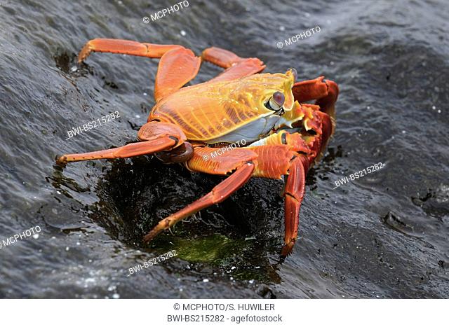 Sally lightfoot crab, mottled shore crab (Grapsus grapsus), on wet rock, Ecuador, Galapagos Inseln, Espanola