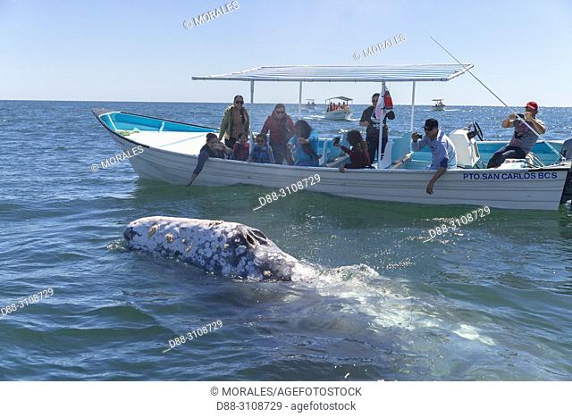 Central America, Mexico, Baja California Sur, Puerto San Carlos, Magdalena Bay (Madelaine Bay), Tourist looking at Gray Whale (Eschrichtius robustus)