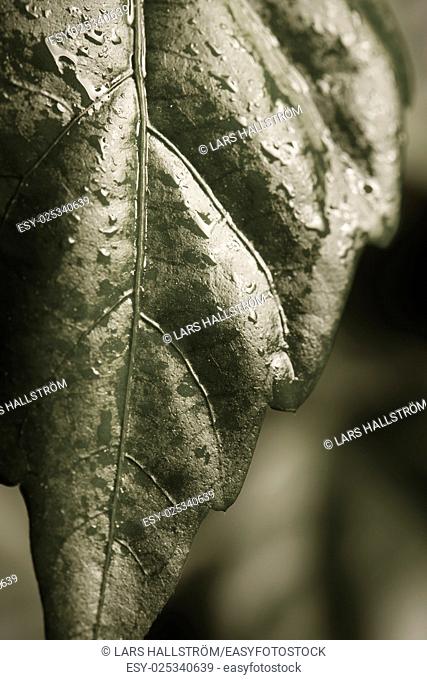 Nature detail of fresh green hibiscus leaf with water drops. Concept of freshness, growth and eco awareness