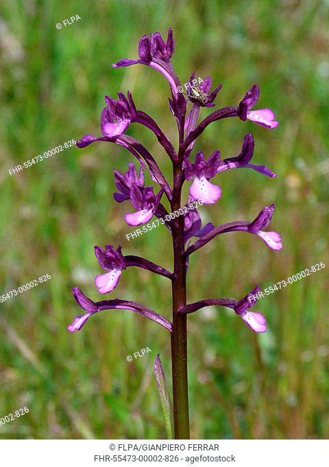 Borys Orchid Orchis boryi flowerspike, growing in meadow, Peloponesos, Southern Greece, april