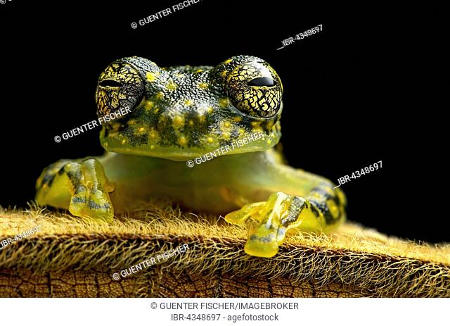 White-spotted Cochran Frog (Sachatamia albamoculata) sitting on hairy leaf, Choco rainforest, Canande River Nature Reserve, Choco forest, Ecuador