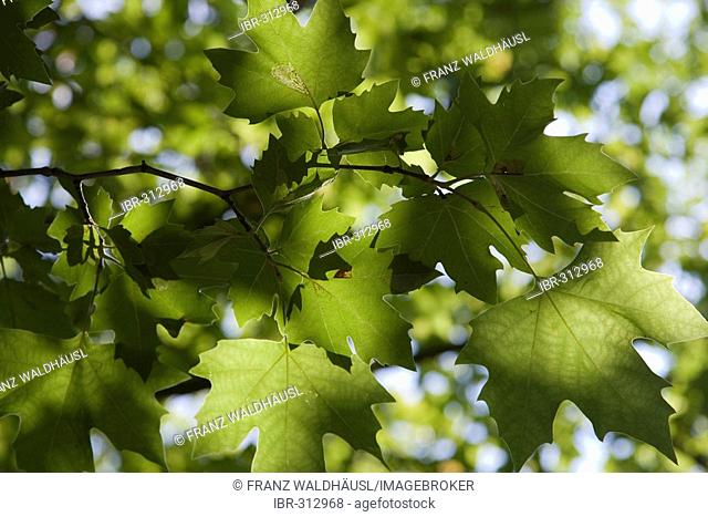 Leaves of Sycamore tree, Plane tree