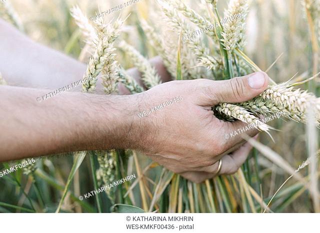 Man's hand holding unripe wheat ears