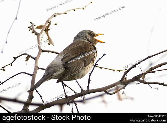 RUSSIA, MOSCOW - APRIL 11, 2023: A fieldfare is seen in Moscow's Victory Park. Vasily Fedosenko/TASS