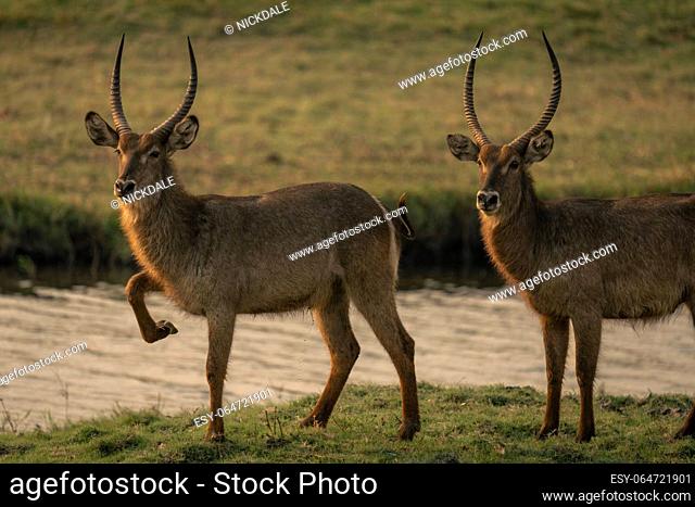 Male common waterbuck lifts foot by another