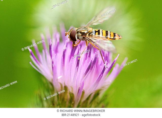 Marmalade hoverfly (Episyrphus balteatus) collecting nectar from the flower of the Meadow thistle (Cirsium dissectum), Bridgwater, Somerset, England