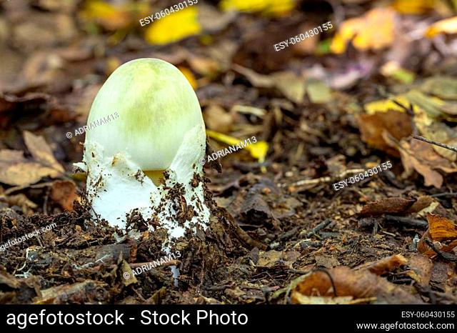 The deadly poisonous fungus Amanita phalloides grows in the forests of Central Europe