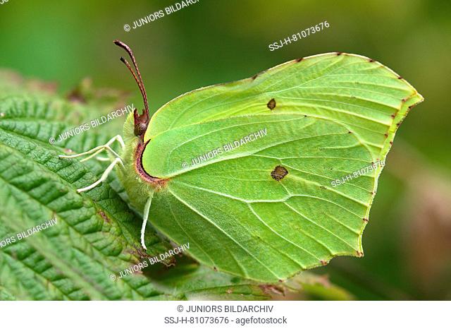 Brimstone (Gonopterix rhamni). Adult resting on Brable leaf. Germany