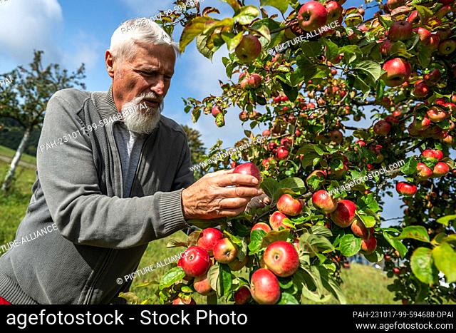 04 October 2023, Saxony, Gopplasgrün: Christoph Mann from the ""Oberes Vogtland"" landscape conservation association inspects apples of the Prinz Albrecht von...