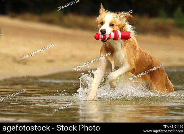 Border Collie with color Australian red-white