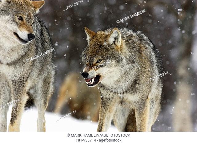 European wolf Canis lupus sub-adult in winter showing aggressive behaviour taken in controlled conditions  Norway  March 2008
