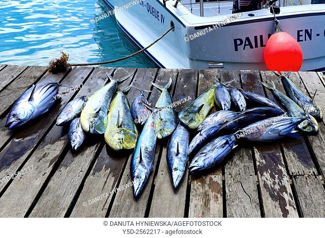 Grand-Baie, Grand Bay, popular sport fishing place- here fishes caught in deep Ocean Wahoo - Acanthocybium solandri, Skipjack tuna or Oceanic Bonito -...