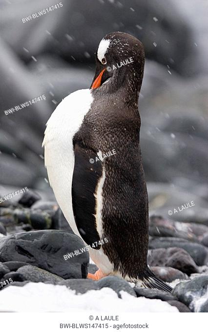 gentoo penguin Pygoscelis papua, preening himself, Antarctica, Greenwich island
