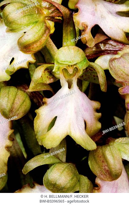 Robert's barlia (Barlia robertiana, Himantoglossum robertianum), flowers