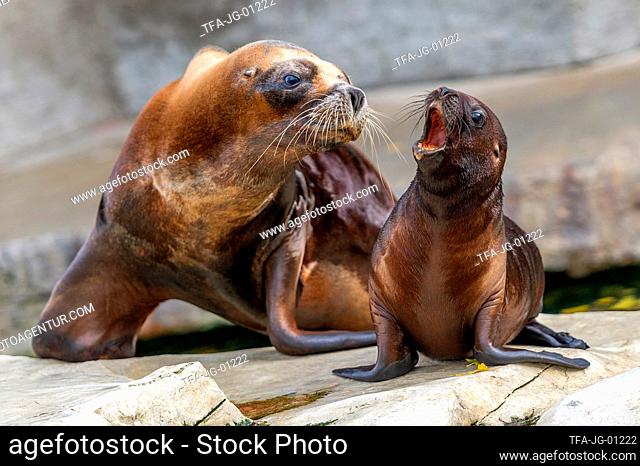 Patagonian sea lions