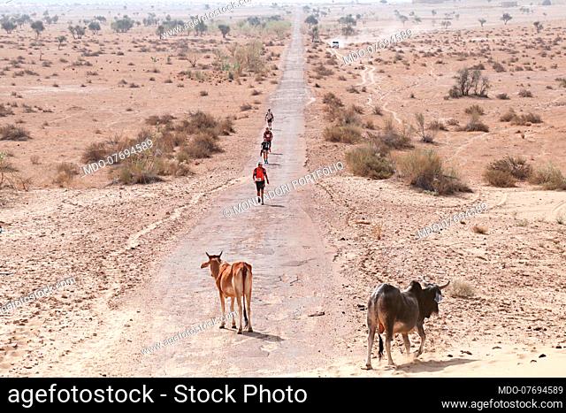 Ultramarathon Project. Runners meet two cows on the track. Thar Desert (India), April 14th 2018