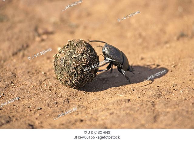 Dung Beetle, Pachylomeras femoralis Scarabaeus, Madikwe National Park, South Africa , Africa, imago on elephant dung