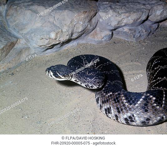 Snake - Rattlesnake Diamondback Eastern Crotalus adamanteus Close-up / head raised