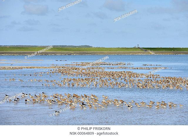 Group of Bar-tailed Godwit (Limosa lapponica) resting in a shallow bay near 't Schaal on the south side of Terschelling together with some Oystercatcher...
