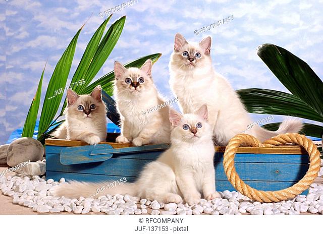 four Sacred cat of Burma kittens in boat