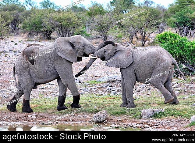 Kämpfende Elefanten, Etosha-Nationalpark, Namibia, (Loxodonta africana) | fighting elephants, Etosha National Park, Namibia, (Loxodonta africana)
