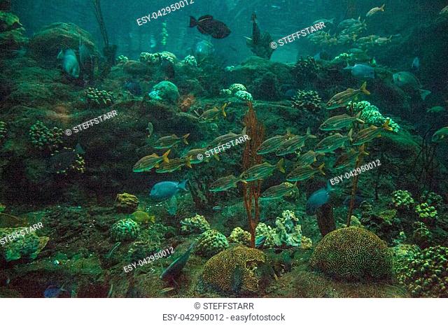 School of blue striped grunt fish Haemulon sciurus swim in circles along a coral reef