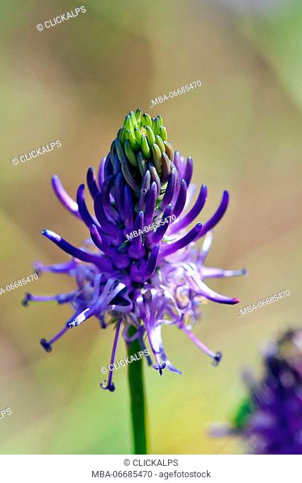 The Phyteuma spicatum or Spiked Rampion is a widespread flower in the Alps. Lombardy Italy Europe