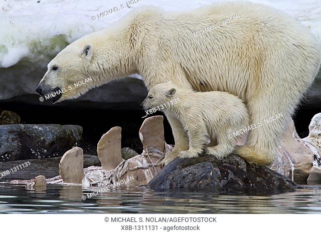 Mother polar bear Ursus maritimus with COY cub-of-year feeding on a fin whale carcass in Holmabukta on the northwest coast of Spitsbergen in the Svalbard...