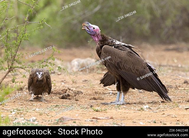Lappet-faced vulture (Torgos tracheliotos), side view of an immature swallowing a part of a carcass, Mpumalanga, South Africa