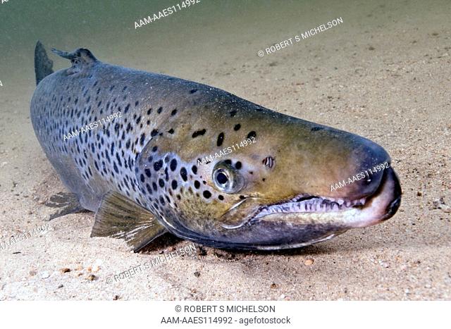 Landlock Atlantic Salmon Male, Squam Lake, NH, Close-Up Showing Kype, Or Hook On Lower Jaw. Salmo Salar, Fish