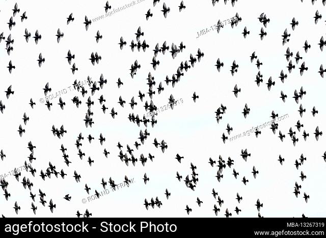 Germany, Lower Saxony, East Frisia, Krummhörn, starlings (Sturnus vulgaris) (Sturnidae), swarm of starlings