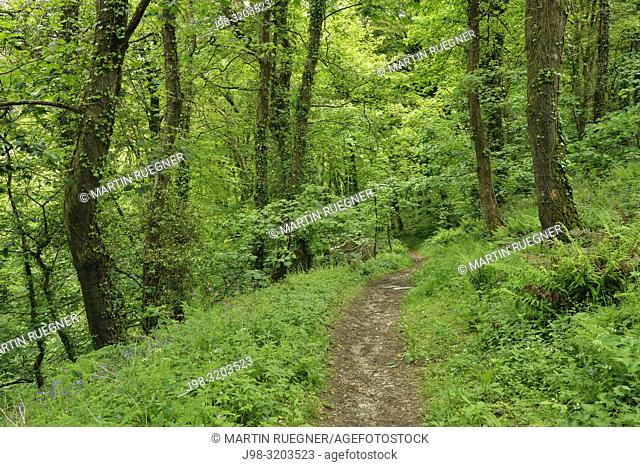 Path with ferns in forest in St. Nectans Glen, near Tintagel. Tintagel, Cornwall, England, United Kingdom, Europe