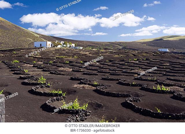 Wine-growing, dryland agriculture on lava, volcanic landscape at La Geria, Lanzarote, Canary Islands, Spain, Europe