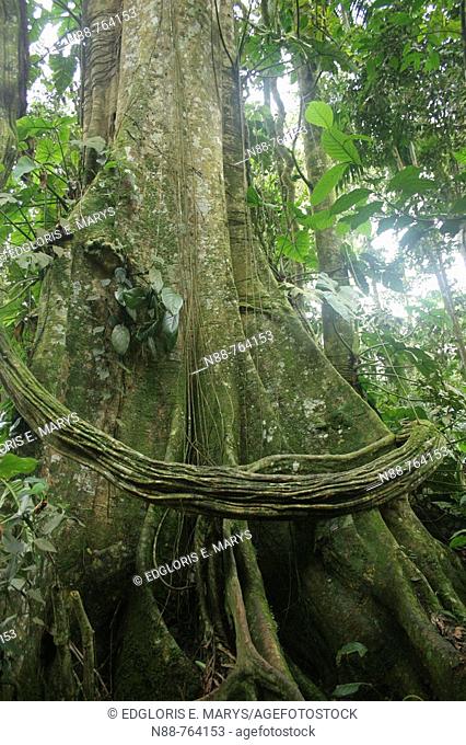 Strangler fig, Henri Pittier National Park, Rainforest, Venezuela