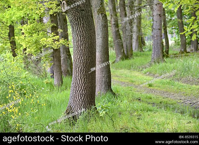 Oak tree (Quercus), trunk with prominent bark, tree bark, deciduous forest, North Rhine-Westphalia, Germany, Europe