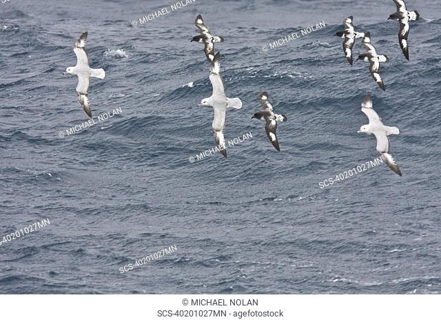 Three adult southern fulmar Fulmarus glacialoides on the wing among five cape petrels Daption capense in the Drake passage between the tip of South America and...