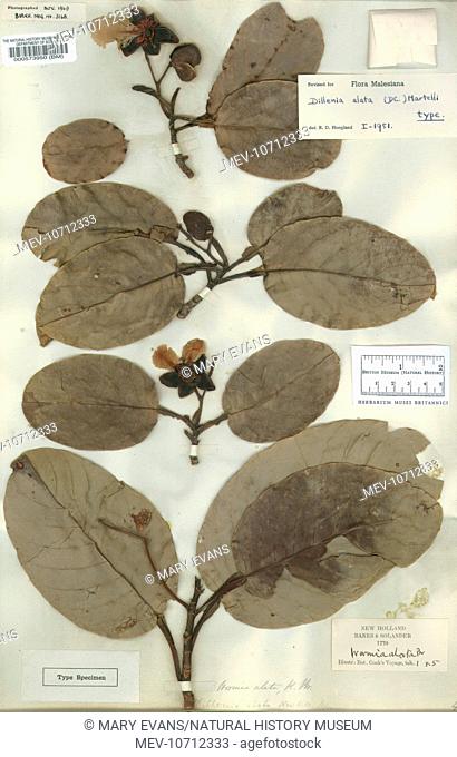 Specimen of Dillenia alata, collected in Queensland, Australia, 1770, by Joseph Banks and Daniel Solander while on Captain James Cook's first voyage