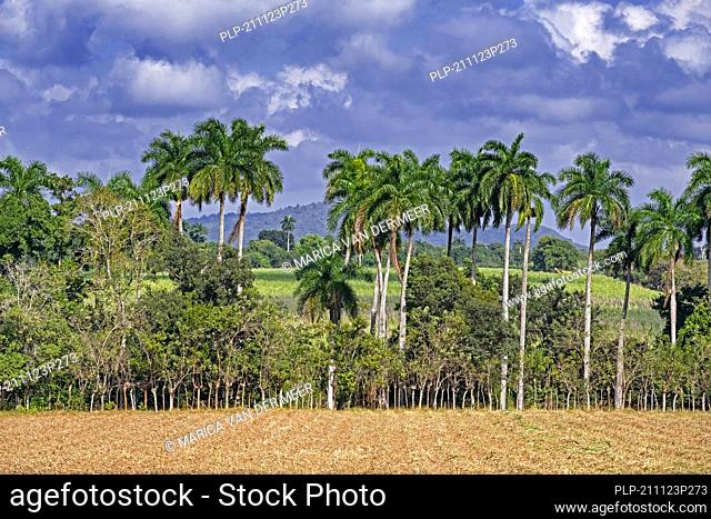 Farmland and palm trees along the Carretera Central / CC / Central Road, west-east highway, Sancti Spíritus Province on the island Cuba, Caribbean