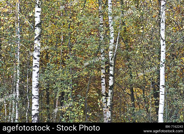 Warty birch (Betula pendula), Emsland, Lower Saxony, Germany, Europe